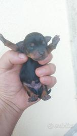 Piccoli di pincher