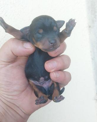 Piccoli di pincher