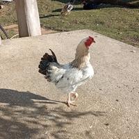 Gallo di cova