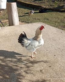 Gallo di cova