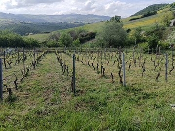Terreno dificabile con prefabbricato in legno