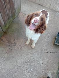 Springer spaniel 2 anni