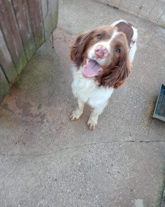 Springer spaniel 2 anni