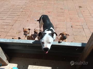 Pittbull puri cuccioli