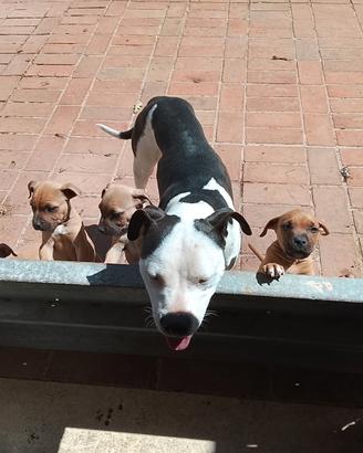 Pittbull puri cuccioli