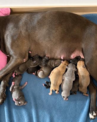 Vendita pitbull ADBA