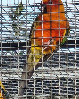 Conuro del sole