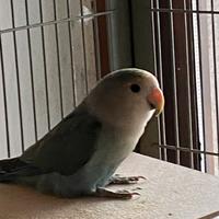 Vendita pappagallo