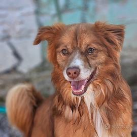 Taglia piccola mix volpino e bassotto in adozione