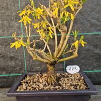 Bonsai di Forsizia Gialla ( Forsythia ) 229