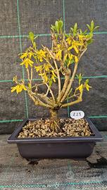 Bonsai di Forsizia Gialla ( Forsythia ) 229