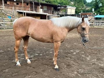 Cavalla palommina più puledra