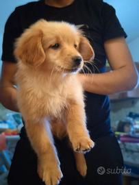 Cucciolo da compagnia