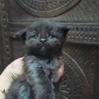 Maine Coon cucciola Black