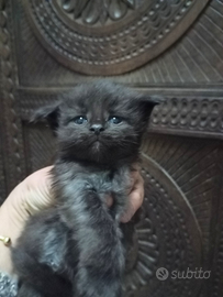 Maine Coon cucciola Black