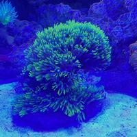 Corallo Acquario Marino