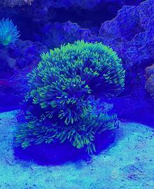 Corallo Acquario Marino