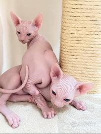 Sphynx
