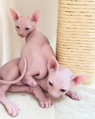 Sphynx