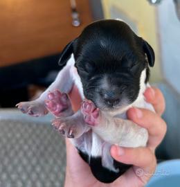 Cuccioli Breton