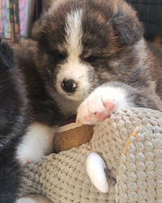 Akita