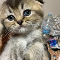 Femminuccia Scottish fold ???