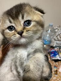 Femminuccia Scottish fold ???