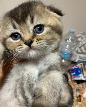 Femminuccia Scottish fold ???