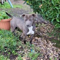 Pitbull pedigree femmina