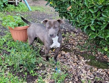 Pitbull pedigree femmina