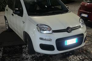 Panda ibrida 2021 (69cv)