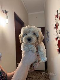 Cucciola Maltipoo
