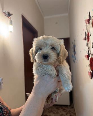 Cucciola Maltipoo