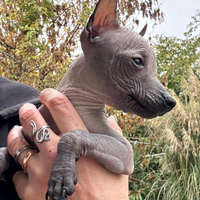 Xoloitzcuintle cane nudo messicano