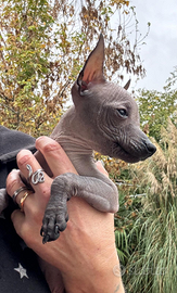 Xoloitzcuintle cane nudo messicano