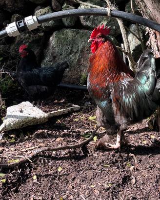Pulcini Brahma e Marans
