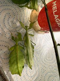Insetti foglia phyllium giganteus