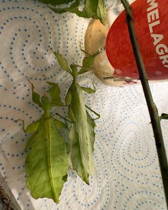 Insetti foglia phyllium giganteus