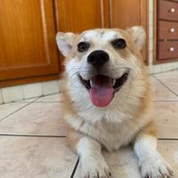 Disponibile per Monta - Corgi Maschio di 10 Mesi