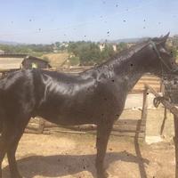 Cavallo castrone 11 anni