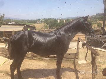 Cavallo castrone 11 anni