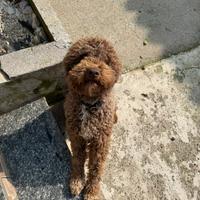 Lagotto romagnolo
