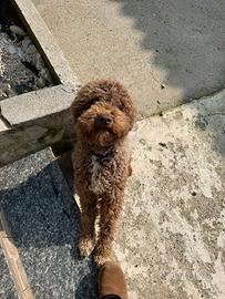 Lagotto romagnolo