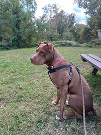femmina pitbull