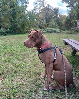 femmina pitbull