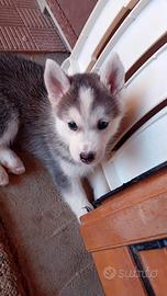 Cuccioli Husky- Gerberian Shepsky