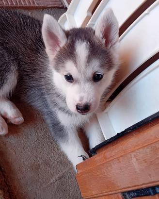 Cuccioli Husky- Gerberian Shepsky