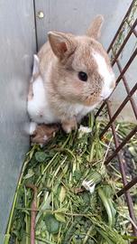 Coniglietti pronti da maggio -coniglio nano