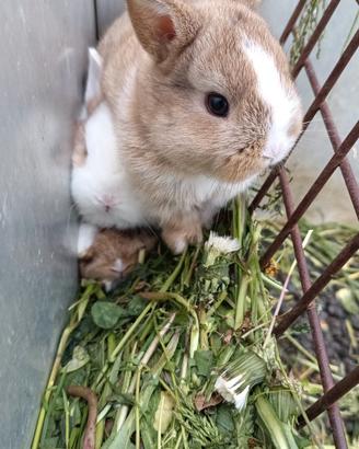 Coniglietti pronti da maggio -coniglio nano