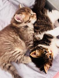 Cuccioli gatto siberiano